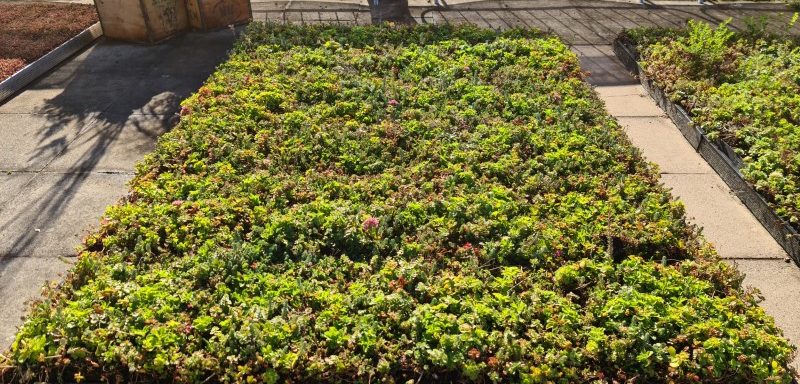 خاک مناسب برای روف گاردن