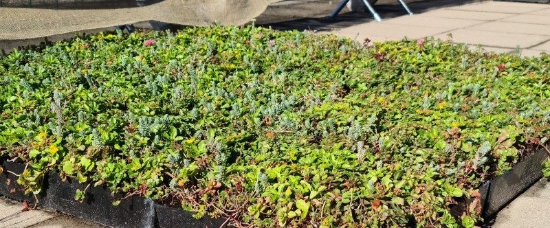 خاک مناسب برای روف گاردن