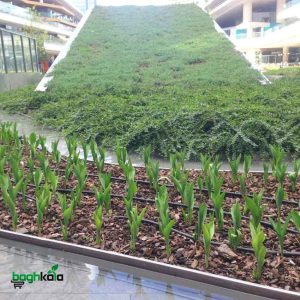 آبیاری قطره ای