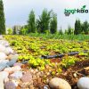لوله دریپردار آبیاری (50 متر) - Image 3