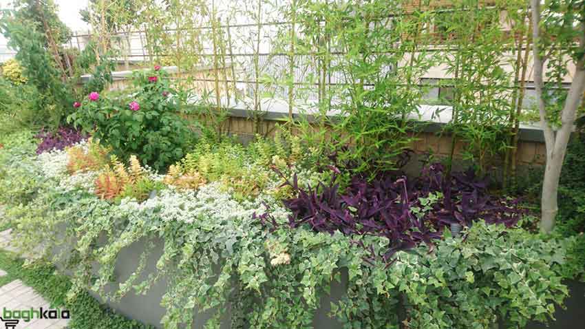گونه های گیاهی مناسب بام سبز