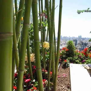 نحوه اجرای بام سبز