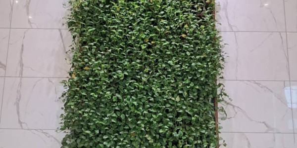 طراحی و اجرا دیوار سبز