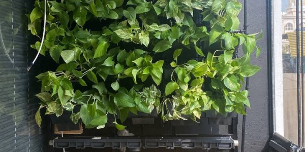 طراحی و اجرا دیوار سبز