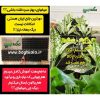 شاسی دیوار سبز 45*58 سانتیمتر (دو عدد) - Image 2