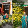 شاسی دیوار سبز 45*58 سانتیمتر (دو عدد) - Image 38